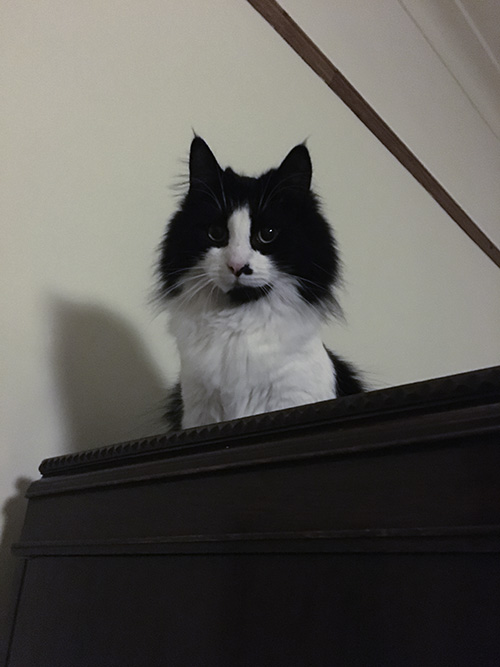 Pippi on the wardrobe